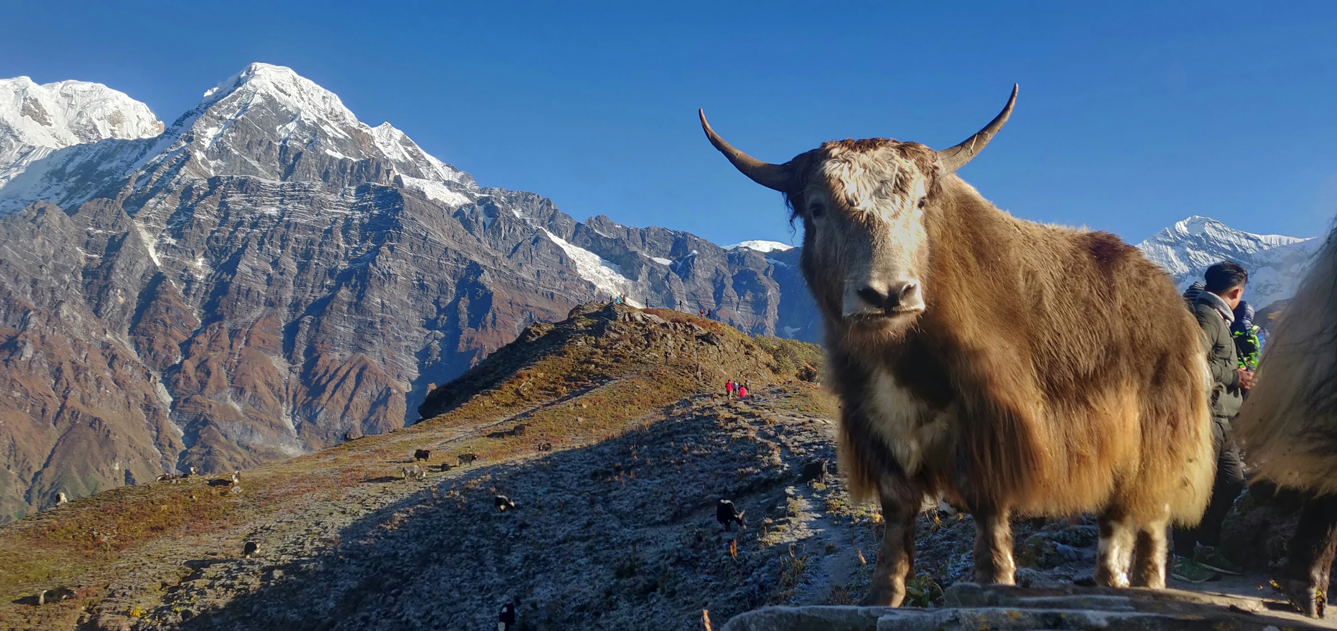 Himalayan mountains with yaks